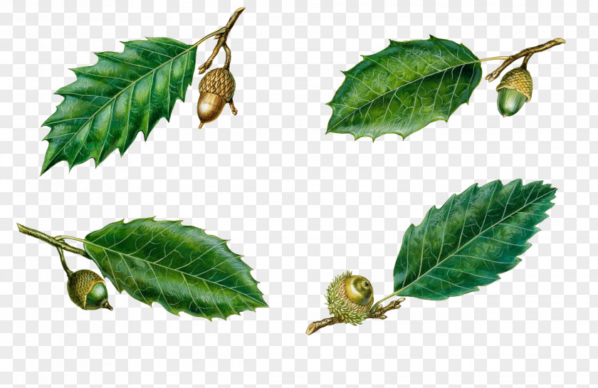Serrated Leaves,Acorn Quercus Suber Coccifera Trojana Ilex Leaf PNG