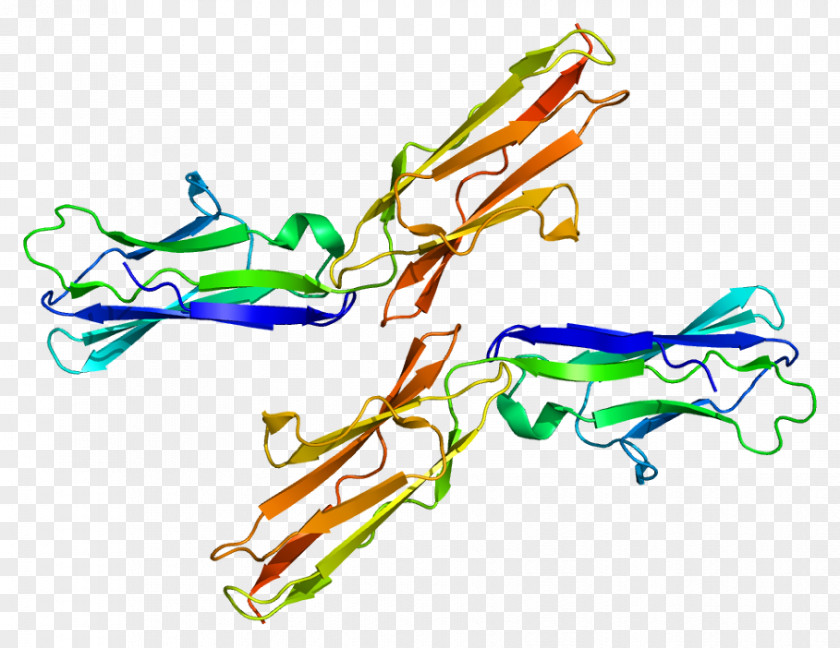 TYRO3 Protein Kinase Receptor Tyrosine PNG