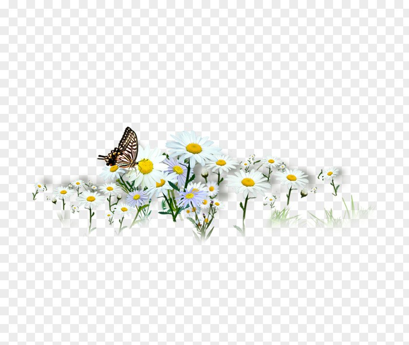 Butterfly Chrysanthemum Indicum Xd7grandiflorum PNG