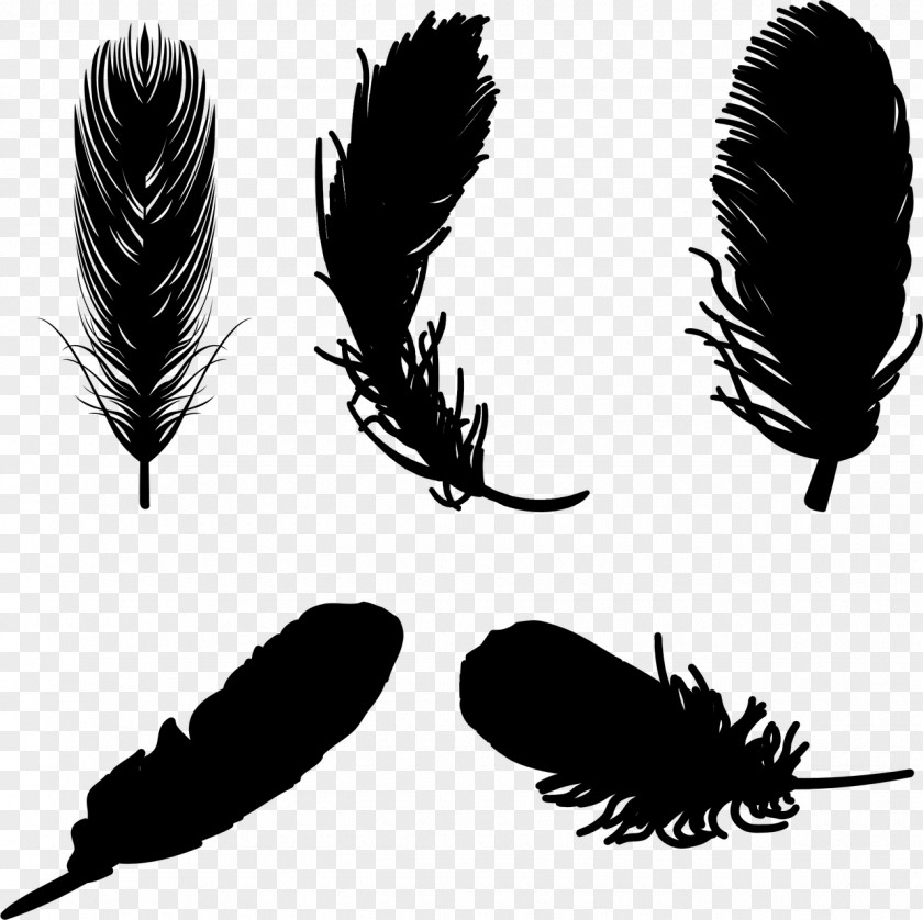Feather Eyebrow Vector Graphics PNG