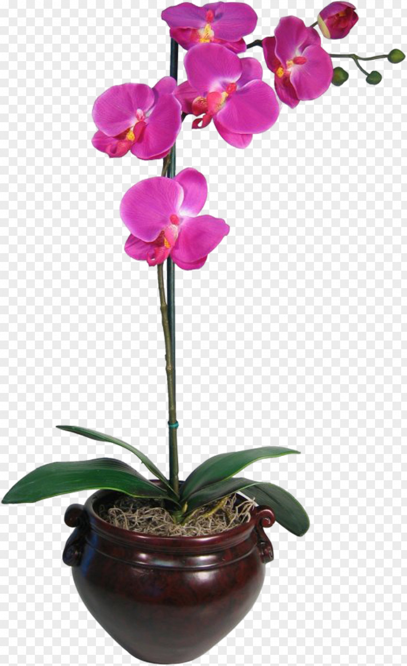 Flower Moth Orchids Red Plant PNG