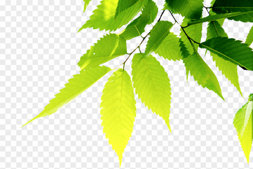 Green Leaves U4e09u746au7530u6c11u5bbf Tea Coffee Food PNG