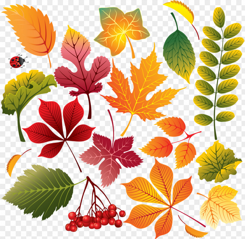 Leaves Leaf Autumn PNG