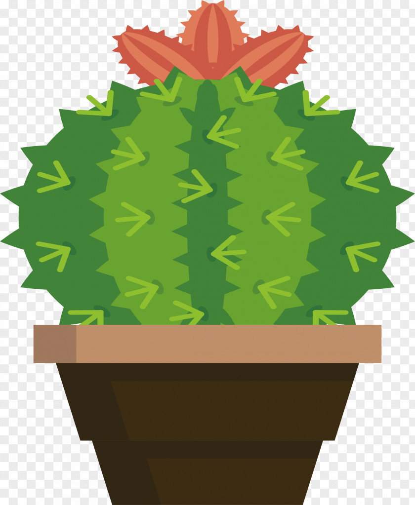Lovely Cactus Plants Cactaceae Viridiplantae PNG