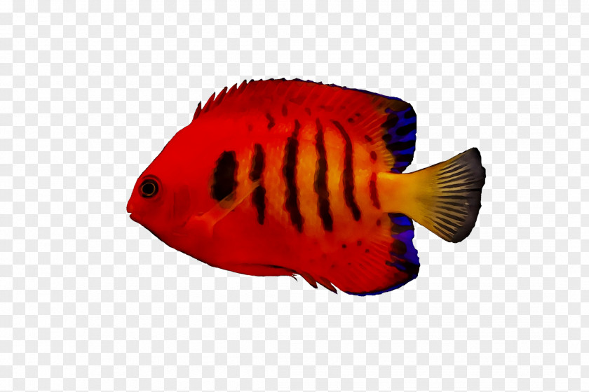 Marine Biology Fish RED.M PNG