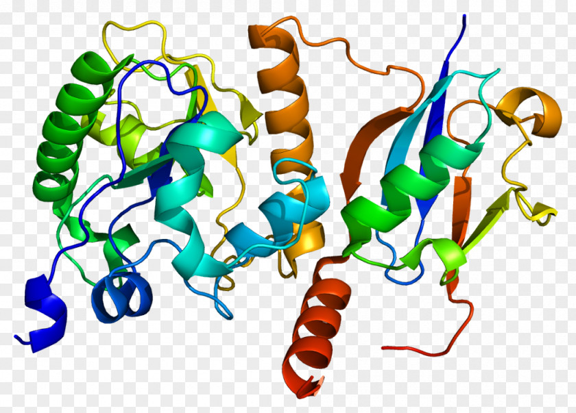 Thymine-DNA Glycosylase Protein PNG