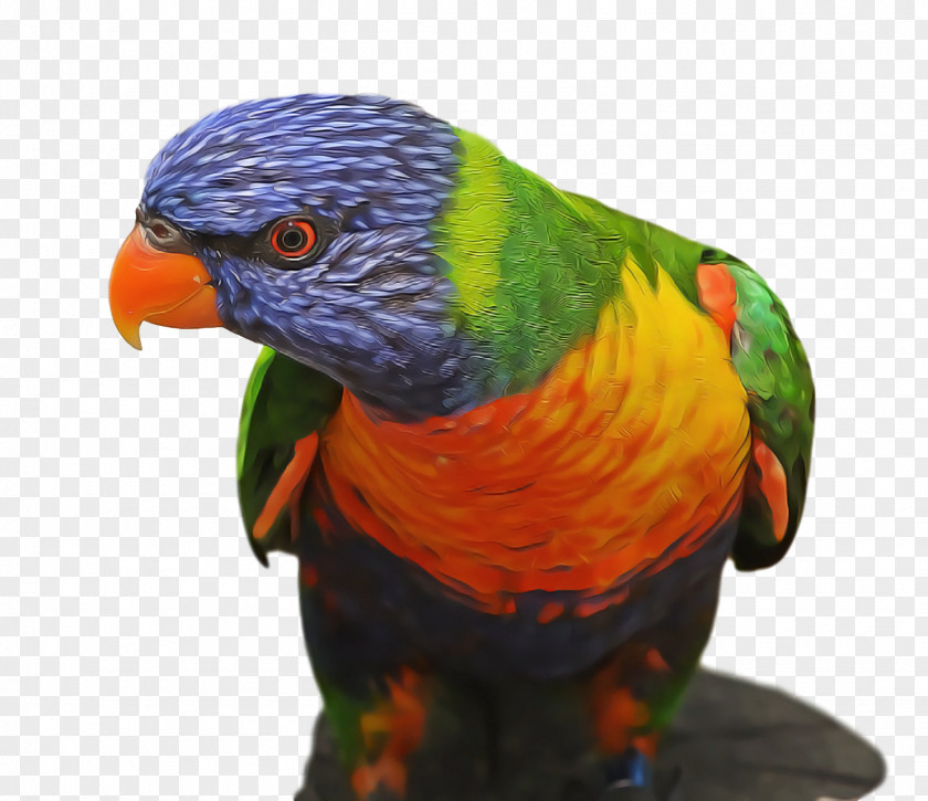 Bird PNG