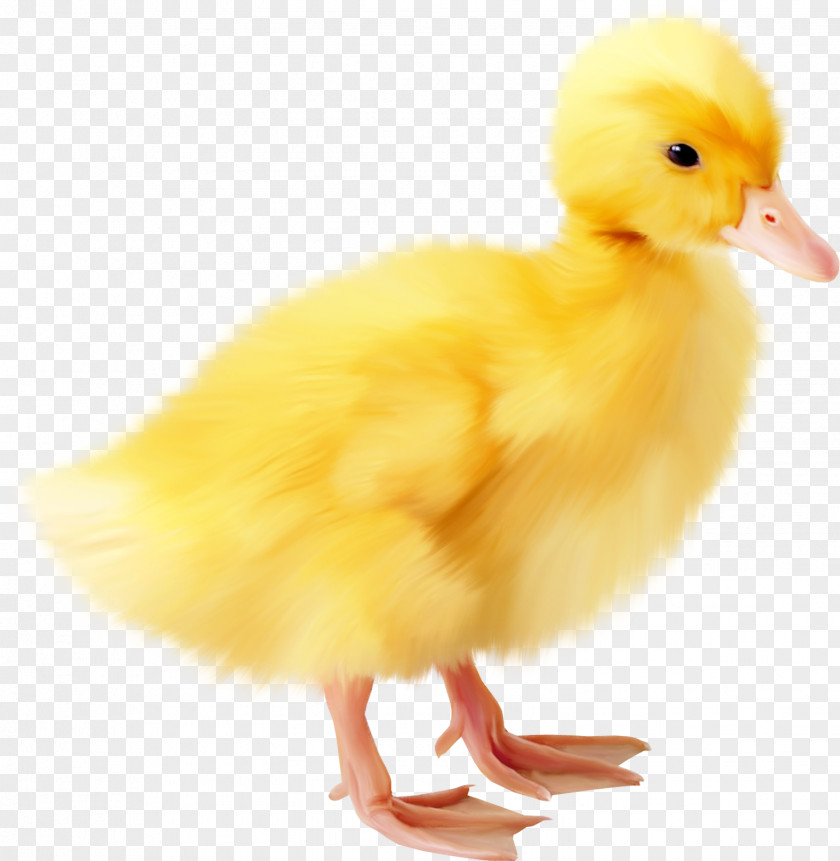 Chick Easter GD Graphics Library Clip Art PNG