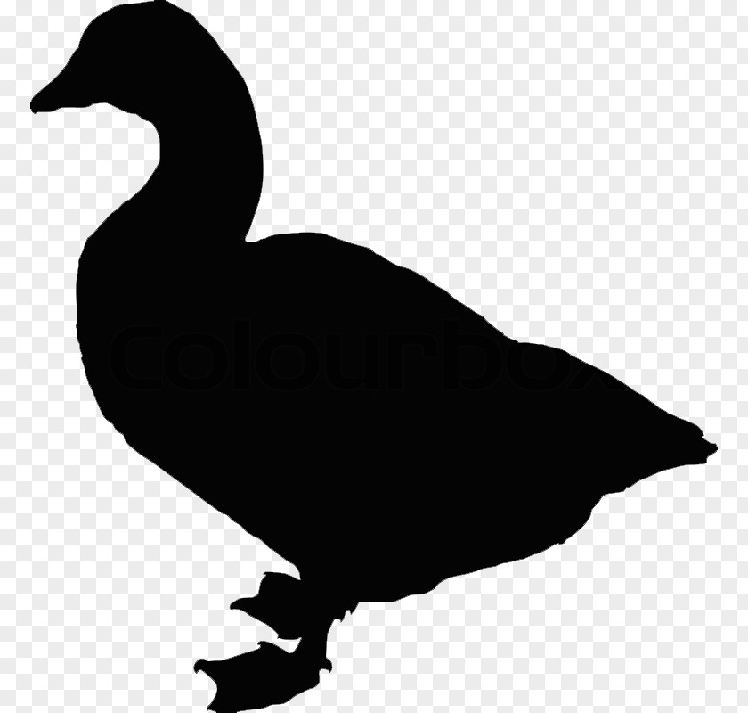 Duck Bird Goose Silhouette PNG