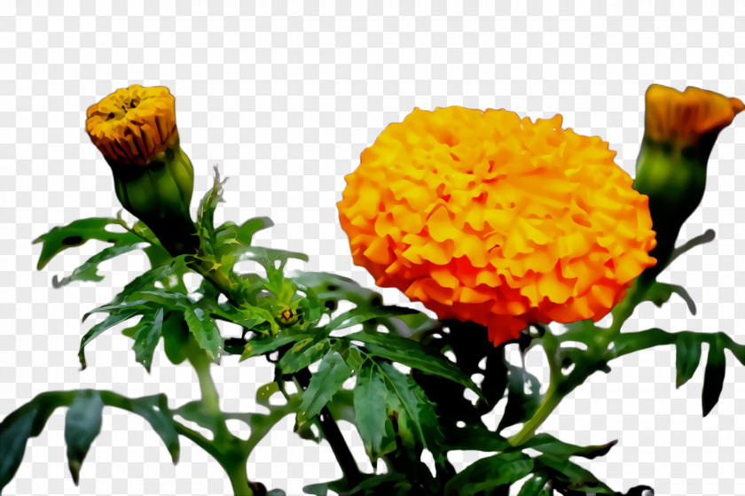 Lantana Tagetes Patula Flowers Background PNG