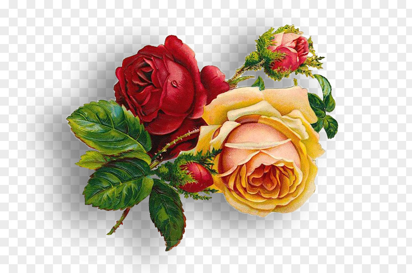 Rose Drawing Flower Painting Sketch PNG