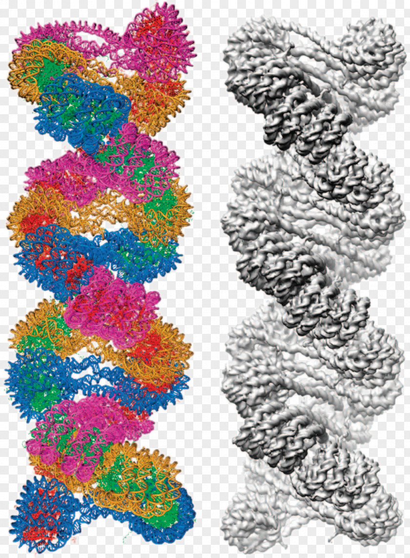 Science Chromatin Nucleic Acid Double Helix Cryogenic Electron Microscopy Microscope Chromosome PNG