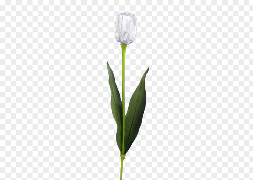 Tulip Delftware Flower Paper PNG