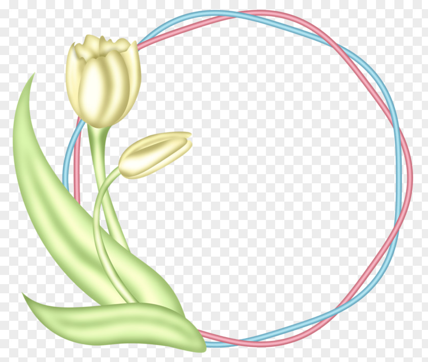 Tulip Rubber Band Natural Clip Art PNG