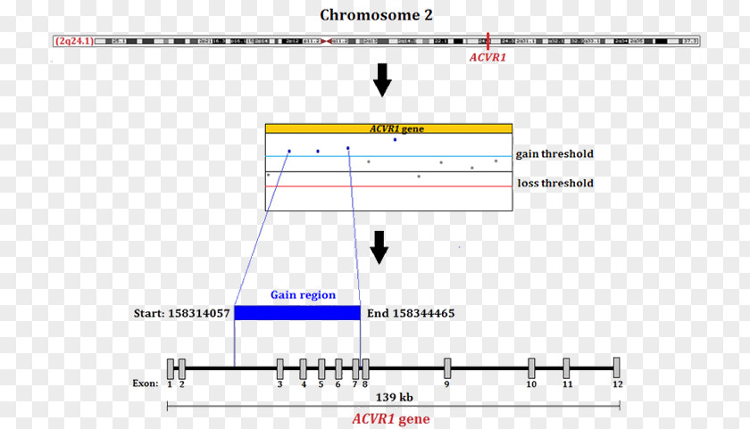 ACVR1 Gene Fibrodysplasia Ossificans Progressiva Mutation Chromosome PNG