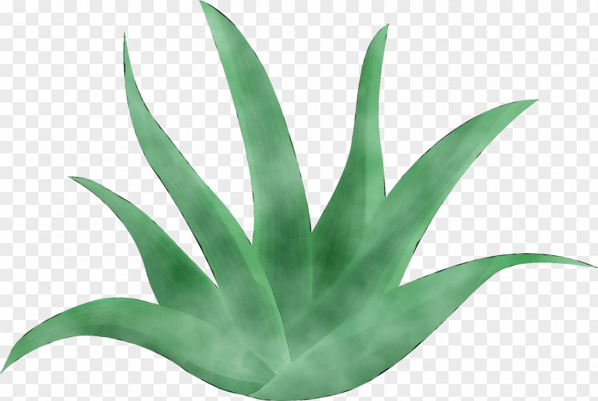 Agave INAV DBX MSCI AC WORLD SF Plant Stem Aloe Vera Leaf PNG