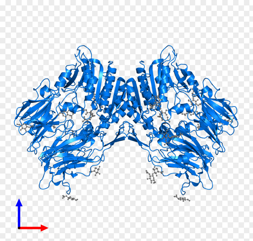 Dipeptidyl Peptidase-4 Protein Protease Gene PNG