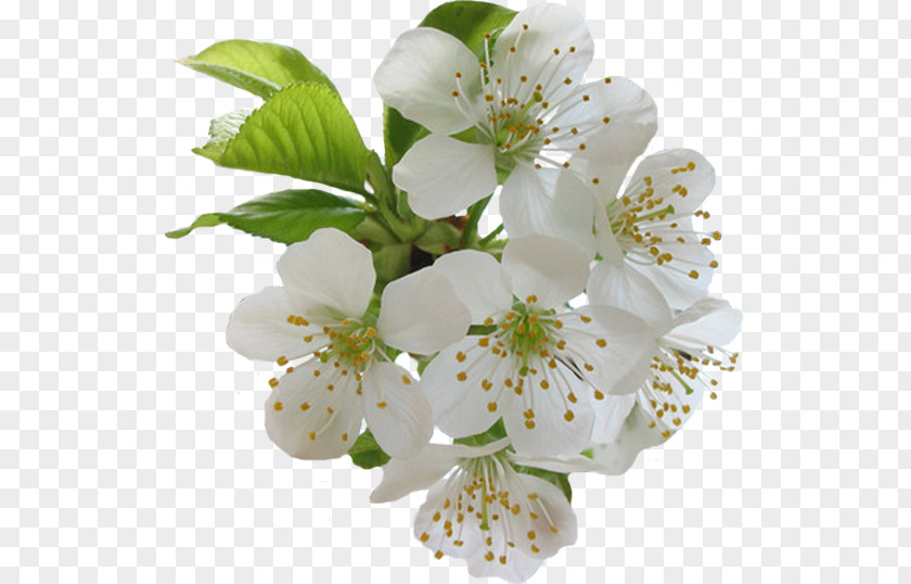 Flower Sweet Cherry Cerasus Blossom Blume PNG