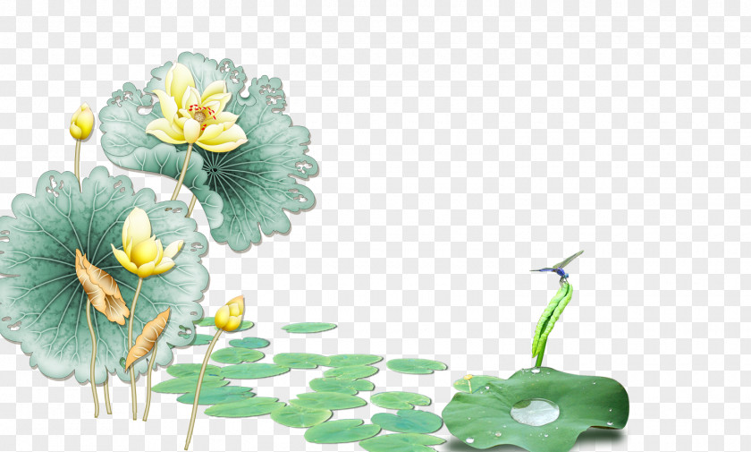 Lotus Wall Nelumbo Nucifera Floral Design PNG