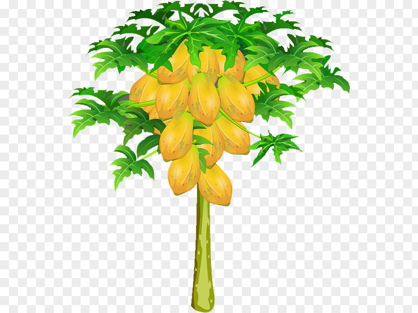 Papaya Fruit Nut PNG