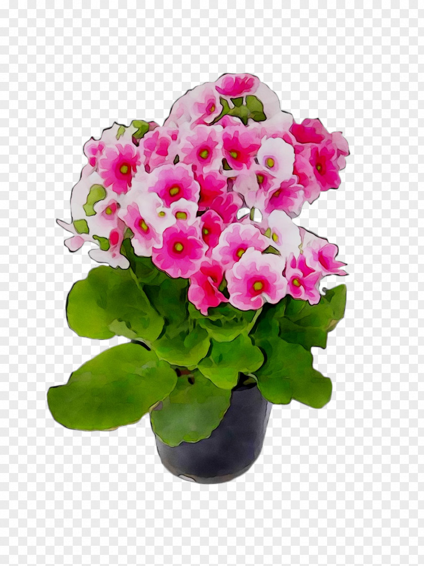 Primrose Flowerpot Houseplant Geraniums Annual Plant PNG