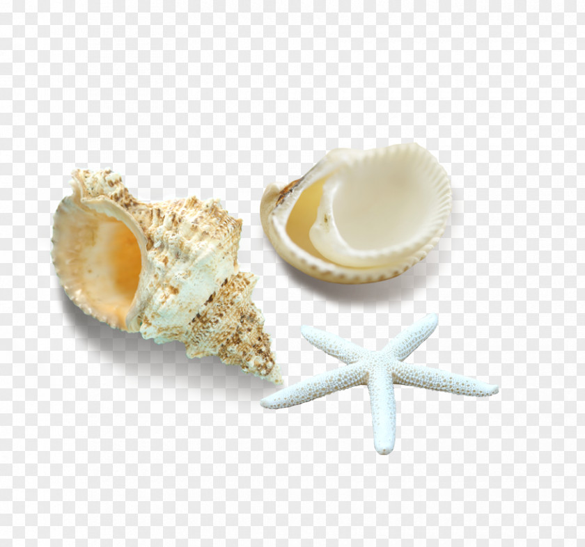 Shells And Starfish Seashell Computer File PNG