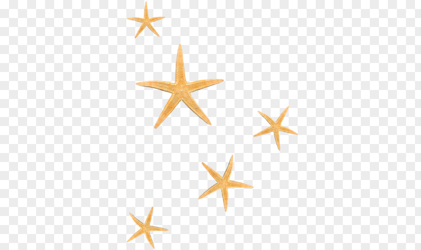 Starfish Pictures PNG