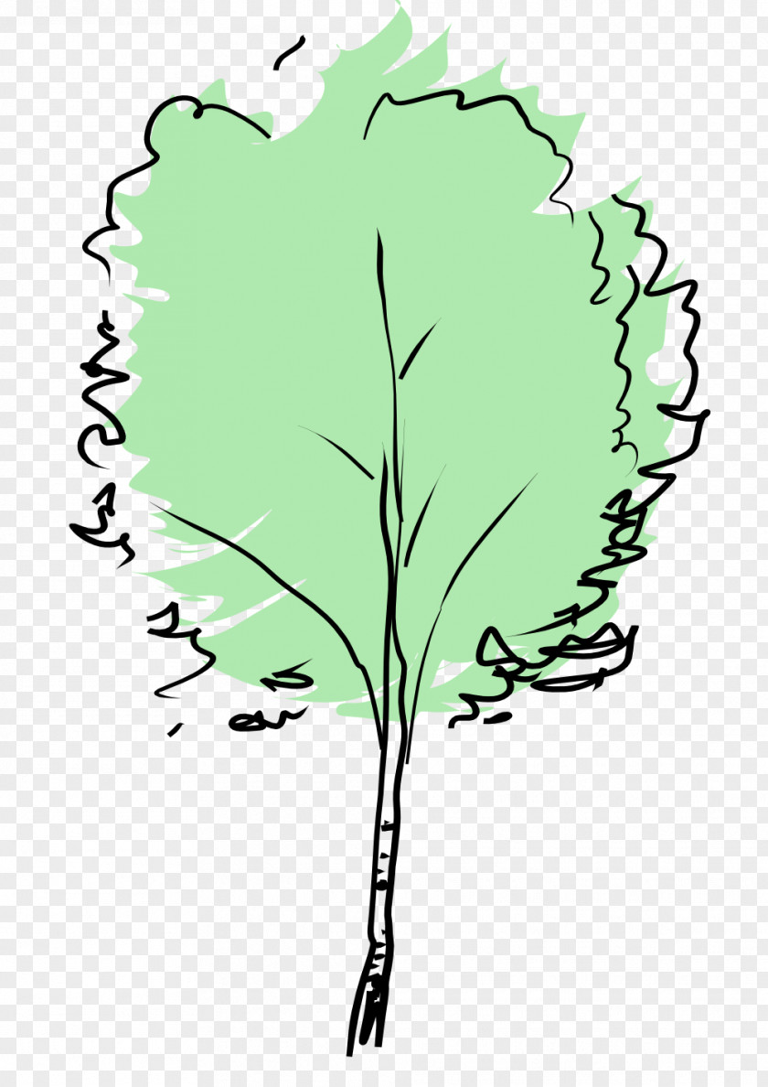 Tree European Beech Clip Art PNG