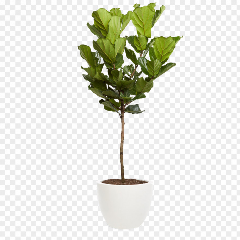 Tree Fiddle-leaf Fig Common Houseplant Interior Design Services PNG