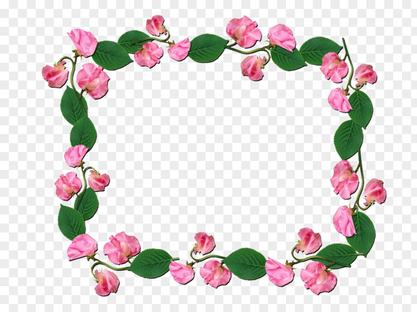 Flower Floral Design Sweet Pea Petal Rose Family PNG