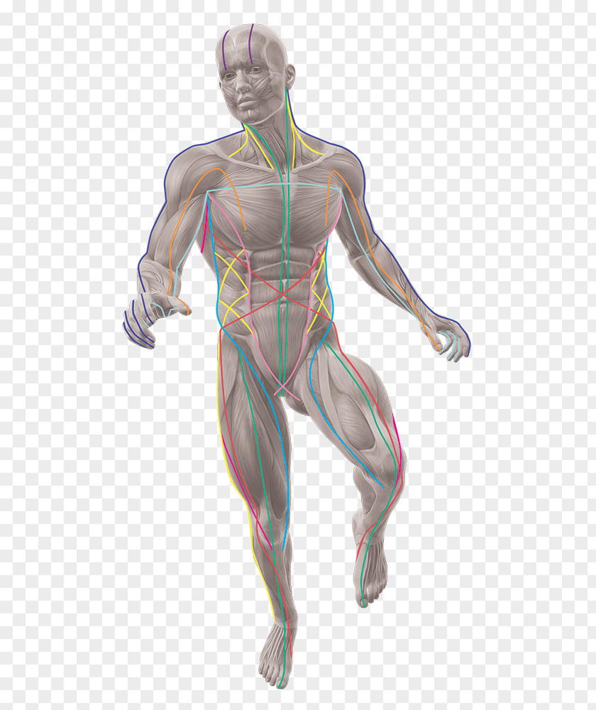 Train Anatomy Trains: Myofascial Meridians For Manual And Movement Therapists Human Body PNG