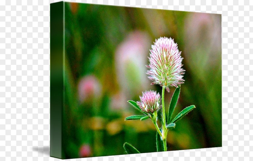 Watercolor Clover Trifolieae Wildflower PNG