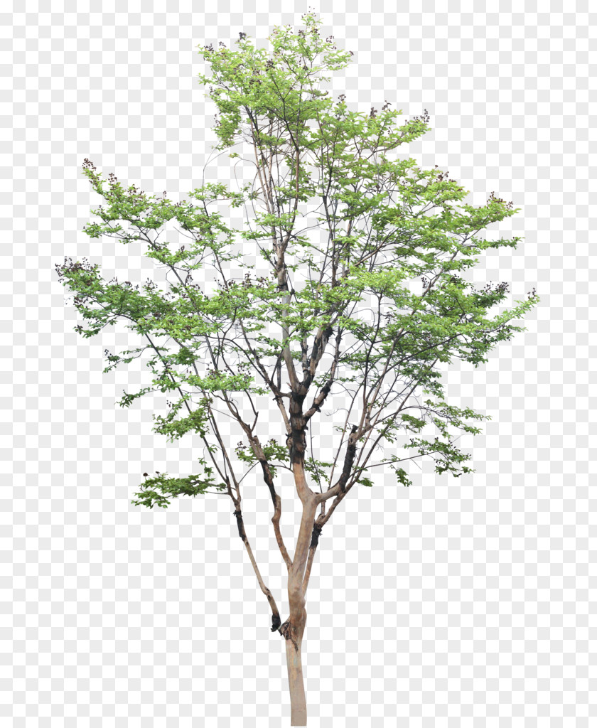 Beautiful Plant Architecture Tree Drawing Image PNG