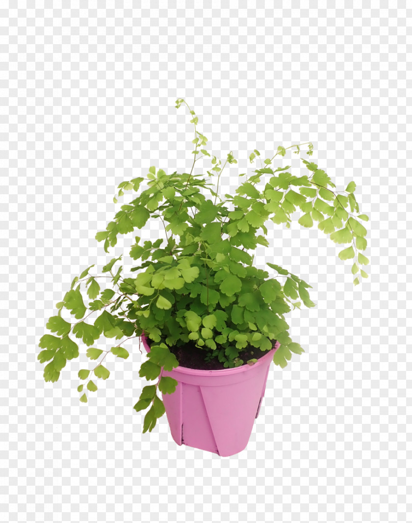 Fern Flowerpot Houseplant Vascular Plant Leaf PNG