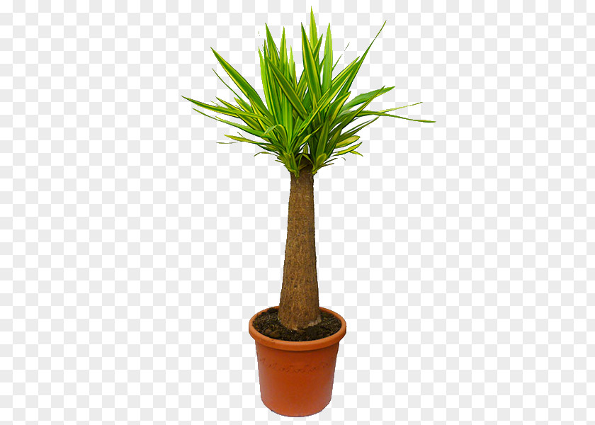 Plant Arecaceae Houseplant Spanish Dagger Flowerpot Ponytail Palm PNG