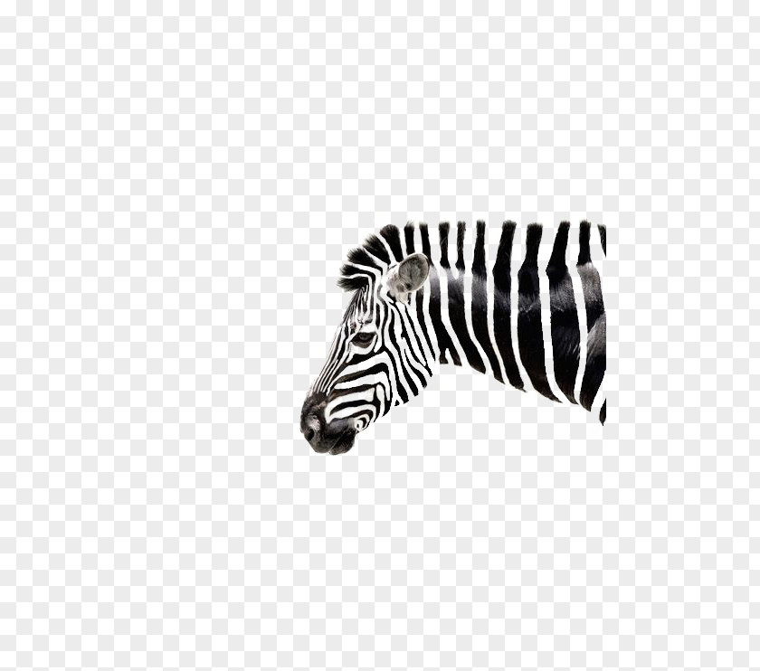Zebra Quagga Black And White Lion PNG