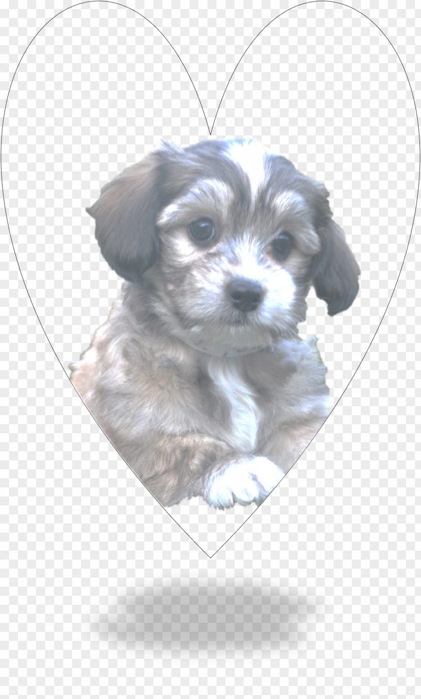 Bolonka Zwetna Morkie Shih Tzu Havanese Dog Schnoodle Cavachon PNG