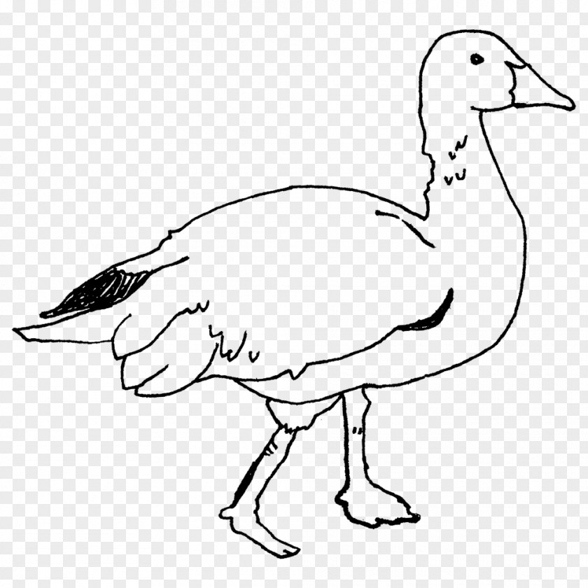 Duck Goose Fowl Line Art Beak PNG