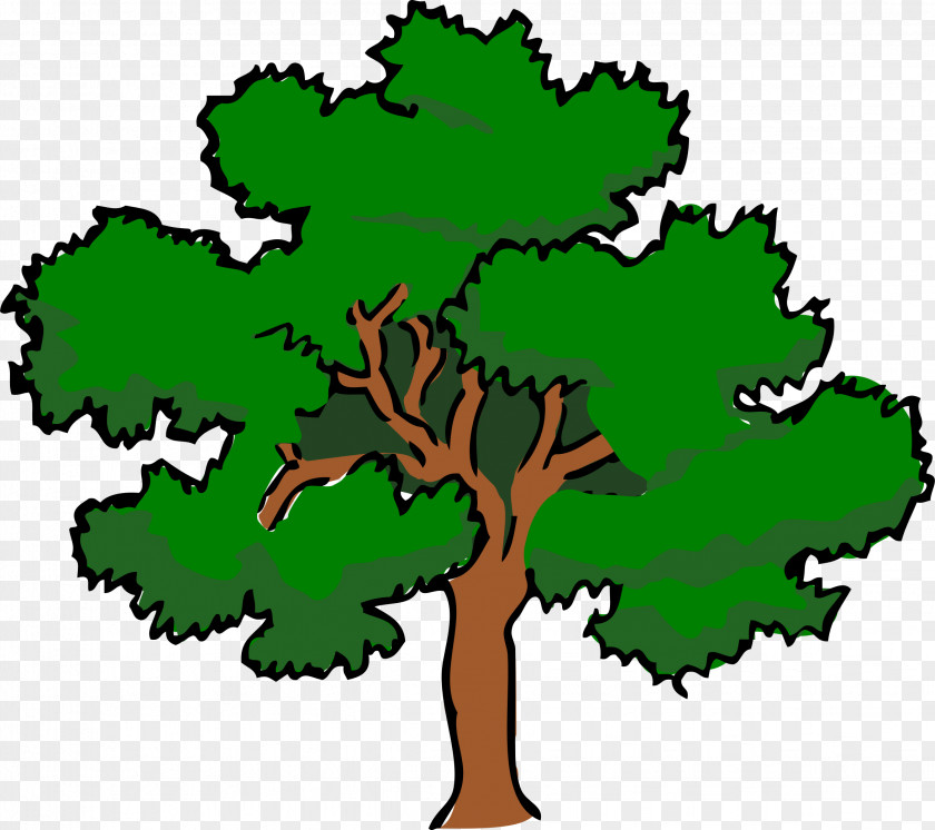 Fir-tree Tree Southern Live Oak Clip Art PNG
