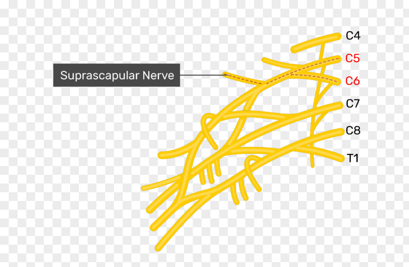 Lower Subscapular Nerve Upper Thoracodorsal Subscapularis Muscle PNG