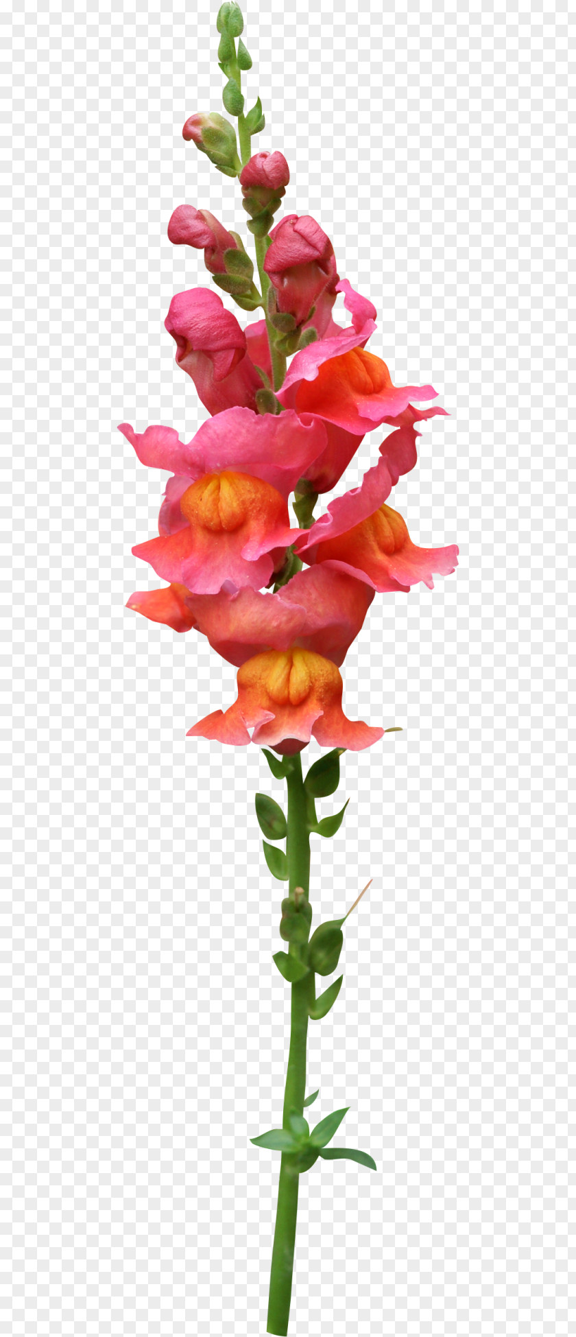 Spring Material Floral Design Cut Flowers Plant Stem Petal PNG