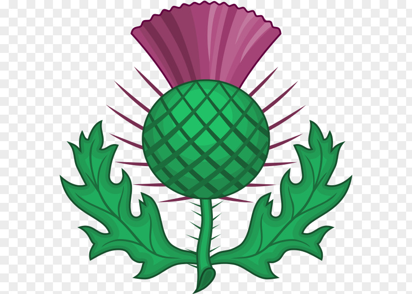 Symbol National Symbols Of Scotland Thistle Emblem Onopordum Acanthium PNG