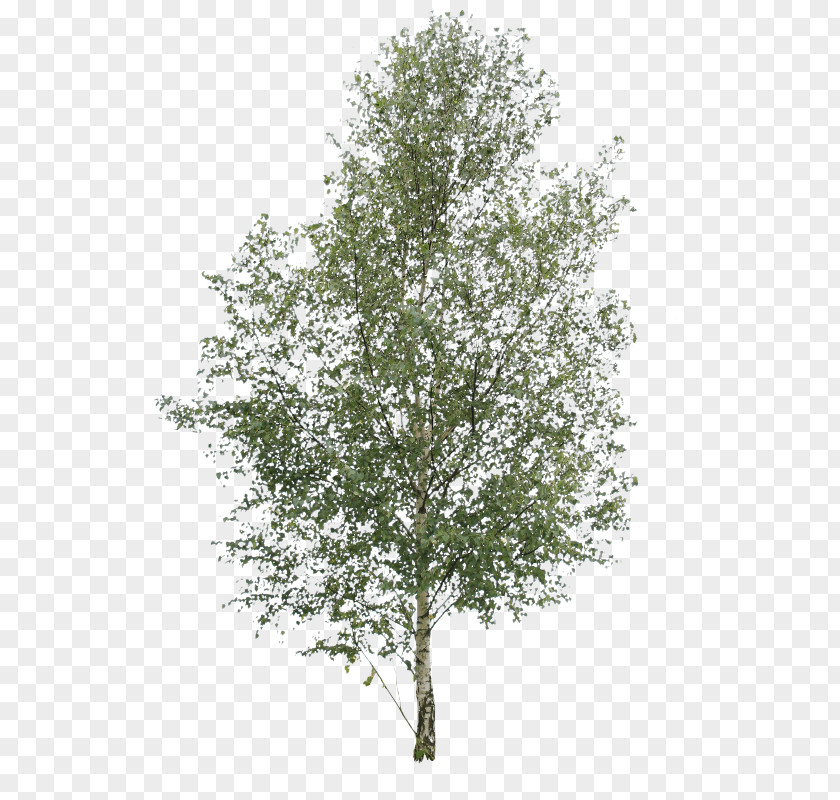 Tree Paper Birch Oak Pine Elm PNG