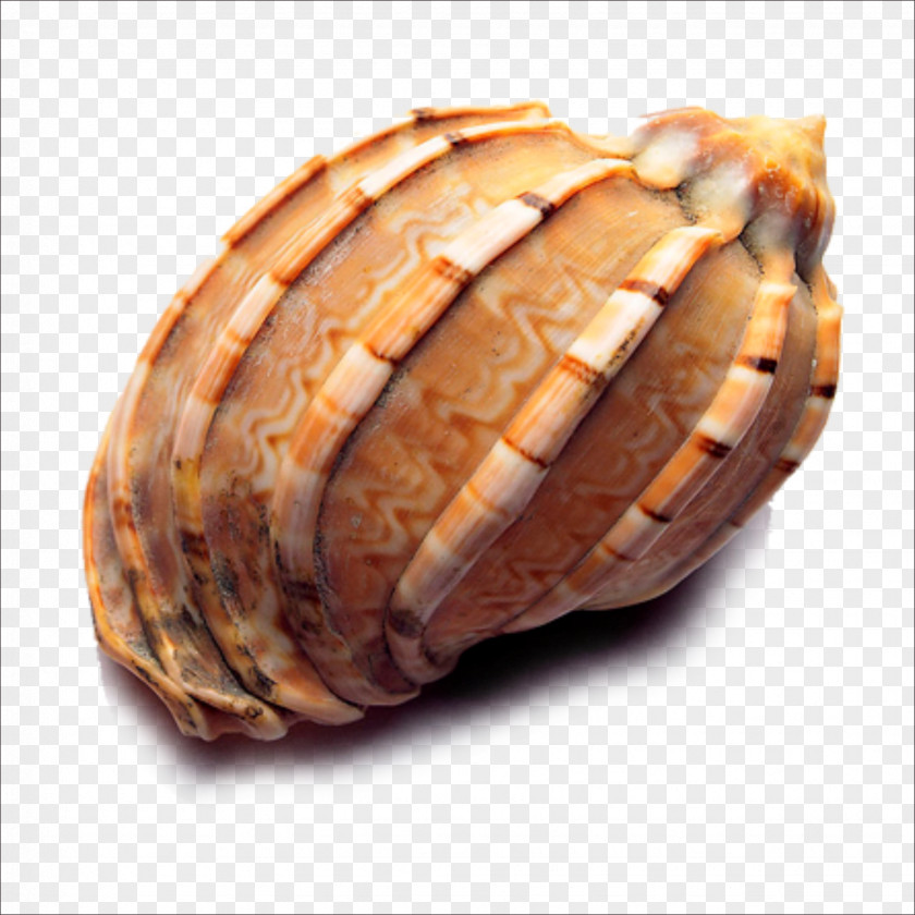 Conch Seashell Icon PNG