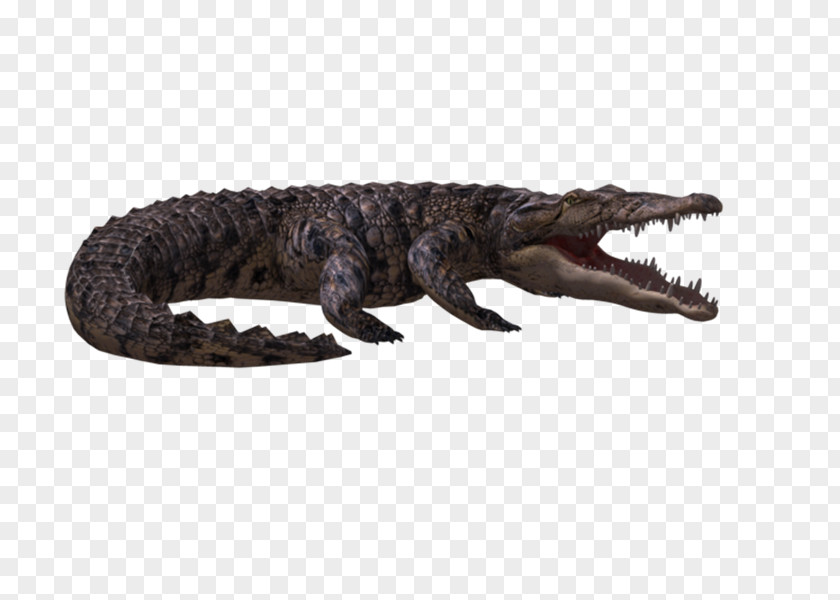 Crocodile Alligators 3D Computer Graphics Clip Art PNG