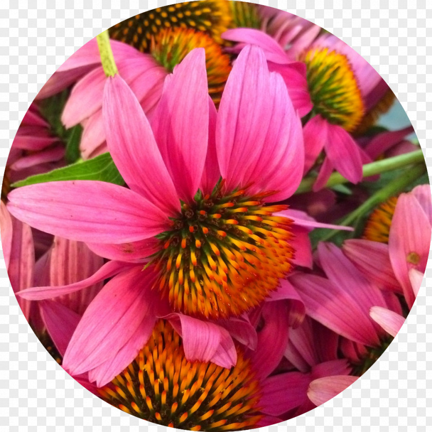 Echinacea Herbalism Medicine Medicinal Plants Coneflower PNG