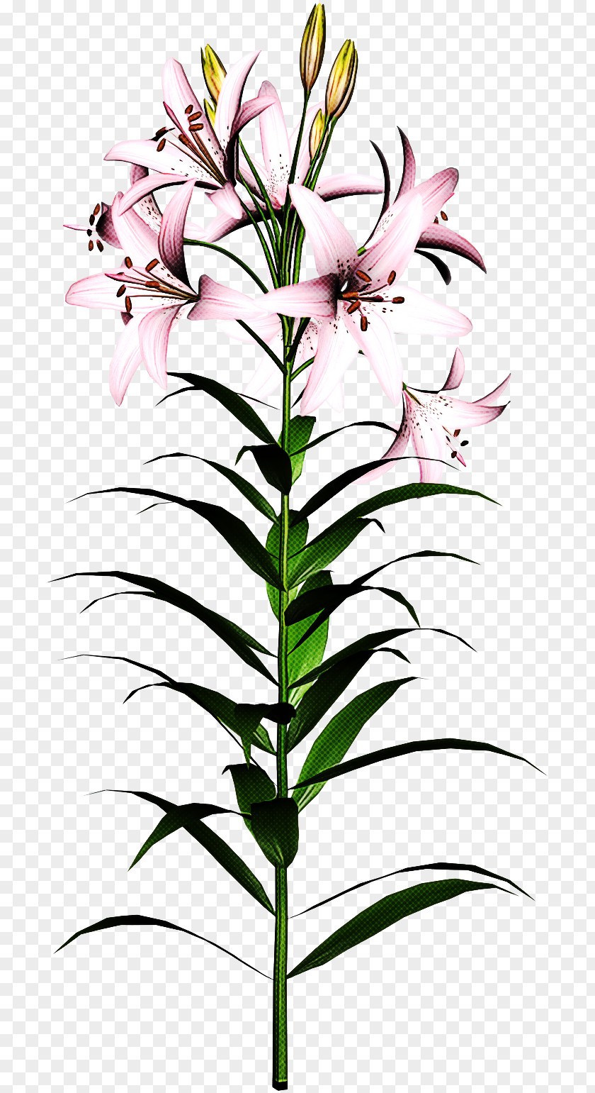 Flower Plant Lily Tiger Pedicel PNG
