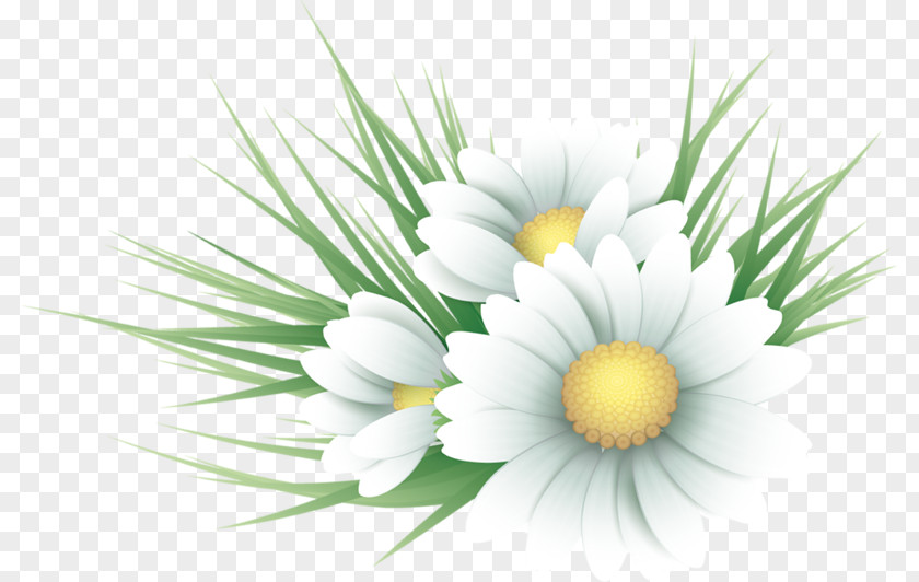 Roman Chamomile Vector Graphics Oxeye Daisy PNG