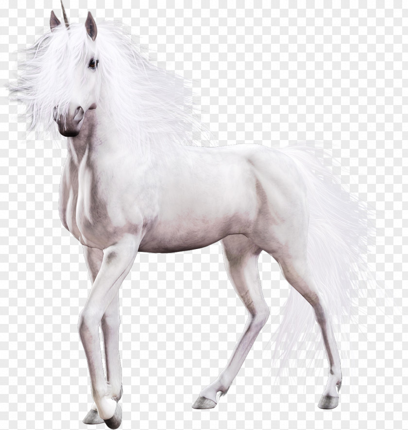 Unicorn Pony Mustang Clip Art PNG