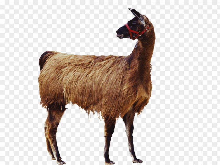 Black Goat Llama Alpaca Icon PNG